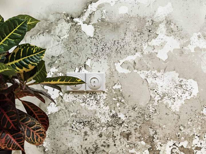 Mur humide Île-de-France